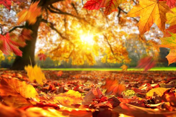 Autumn stimulates appetite