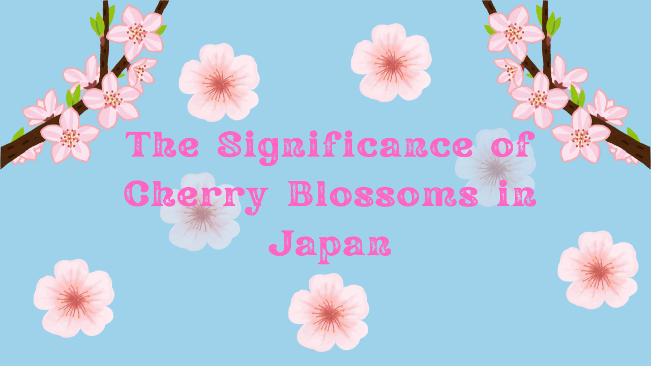 The Significance of Cherry Blossoms in Japan